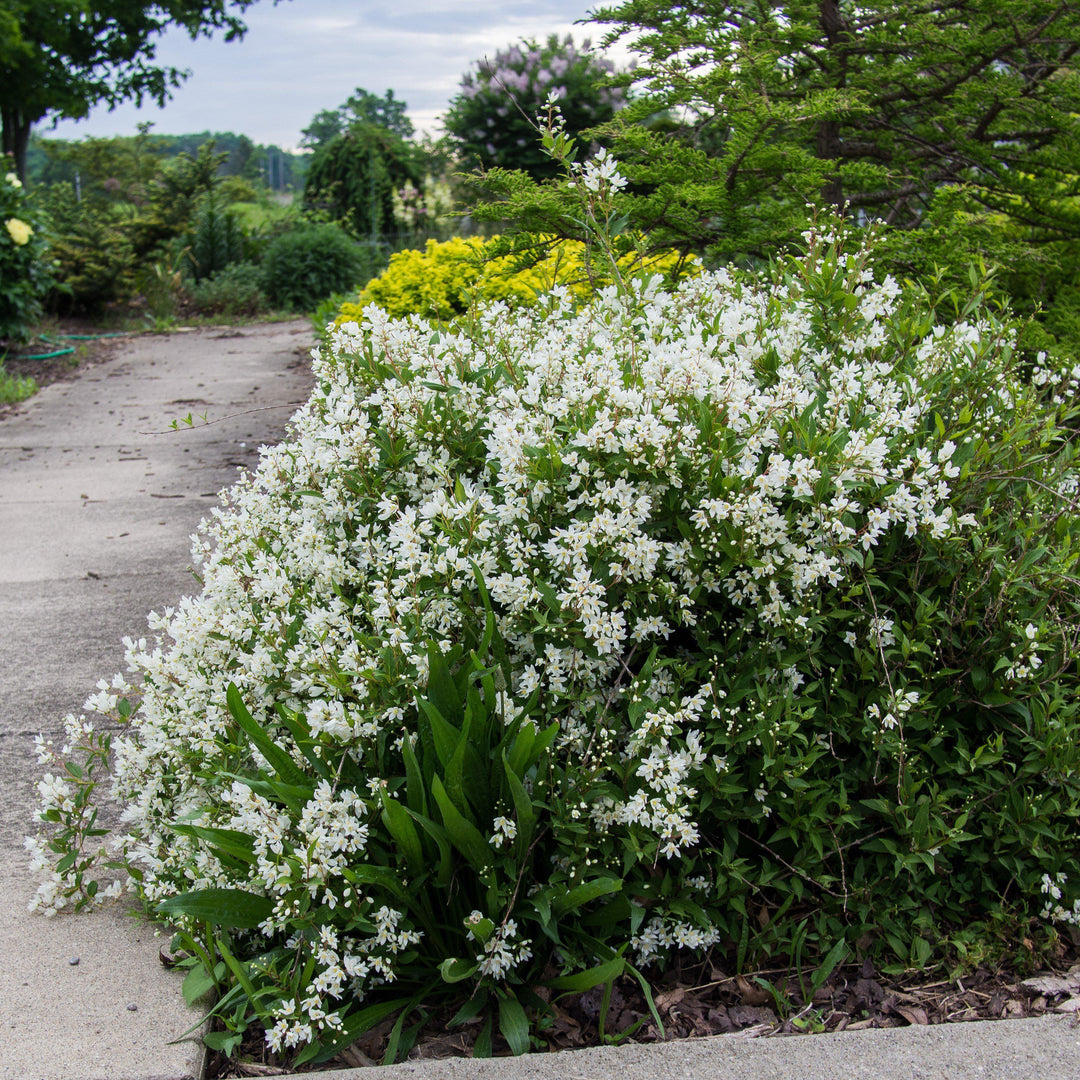 Deutzia gracilis 'Nikko' ~ Enano Nikko Deutzia