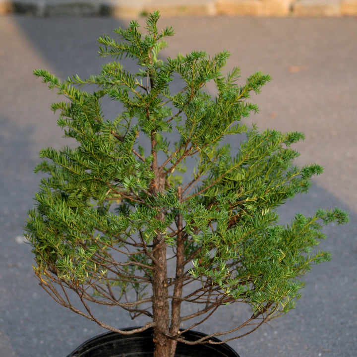 Taxus cuspidata 'Capitata' ~ Capitata Japanese Yew