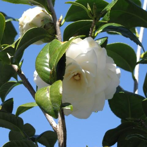 Camellia japonica 'Espuma de mar' ~ Camelia de espuma de mar