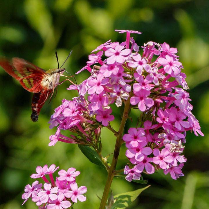 Phlox paniculata ‘Jeana’ ~ Jeana Garden Phlox