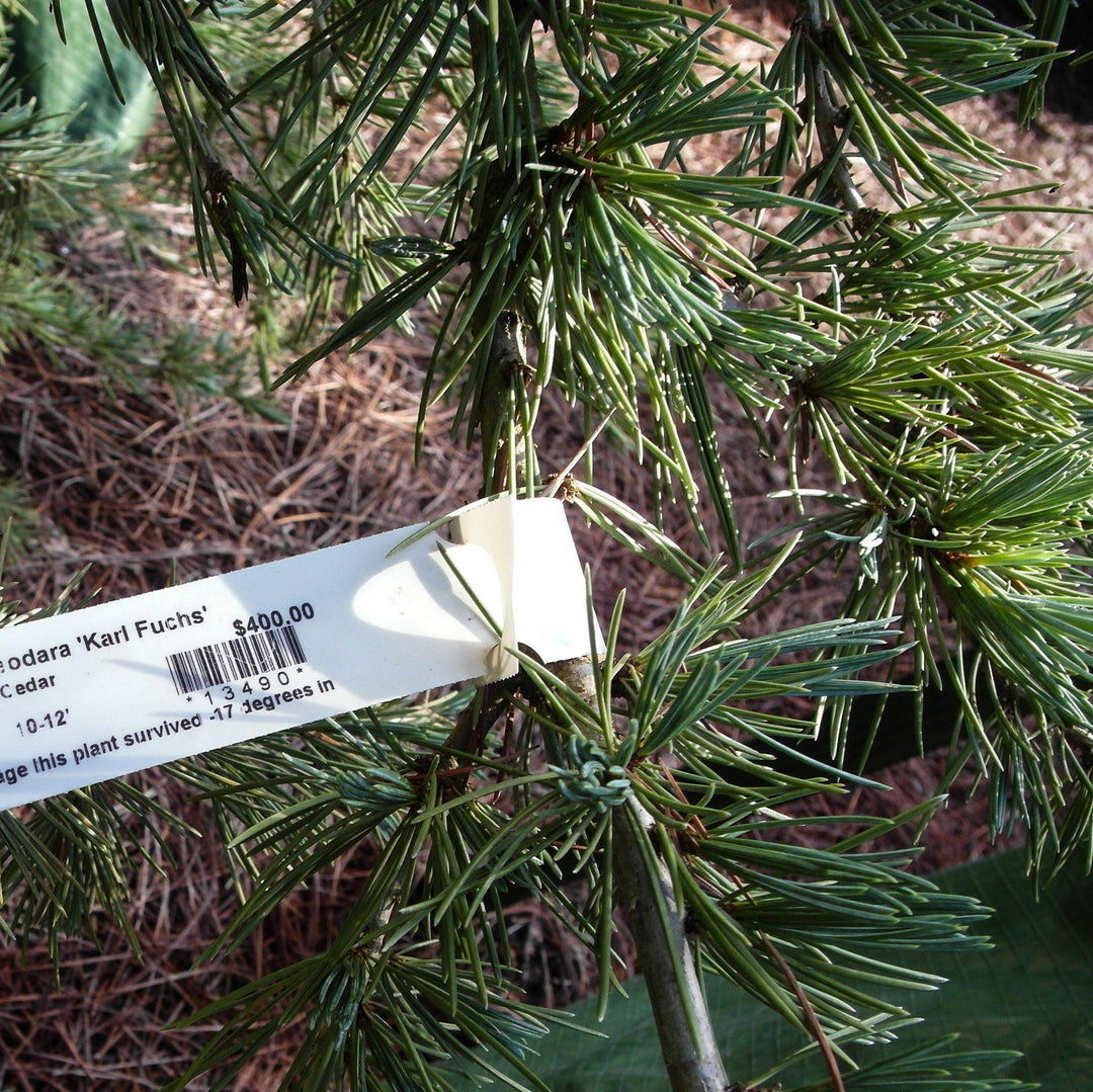 Cedrus deodara 'Karl Fuchs' ~ Karl Fuchs Deodar Cedro, Cedro del Himalaya