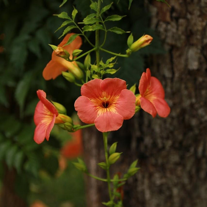 Campsis x tagliabuana 'Madame Galen' ~ Madame Galen Trumpet Creeper