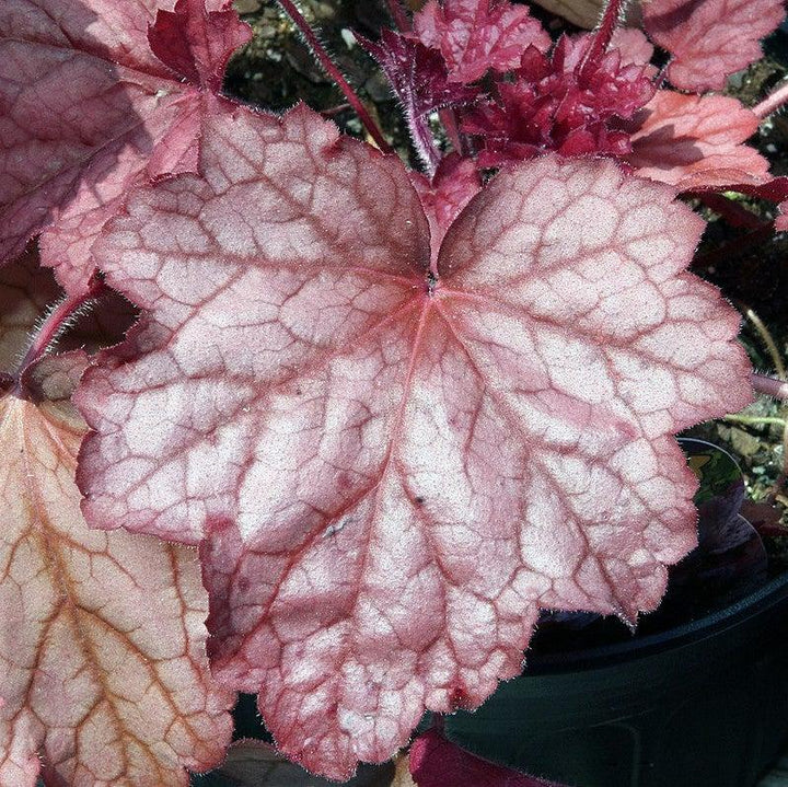 Heuchera ‘Georgia Plum’ ~ Georgia Plum Coral Bells