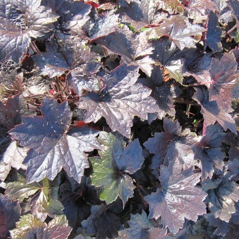 Heuchera 'Blackout' ~ Blackout Coral Bells