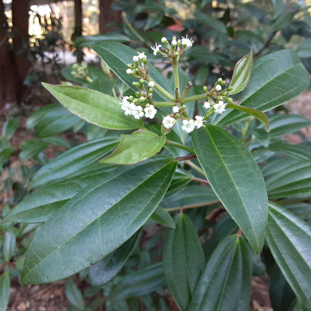 Viburnum 'sPg-3-024' ~ Viburnum Moonlit Lace®