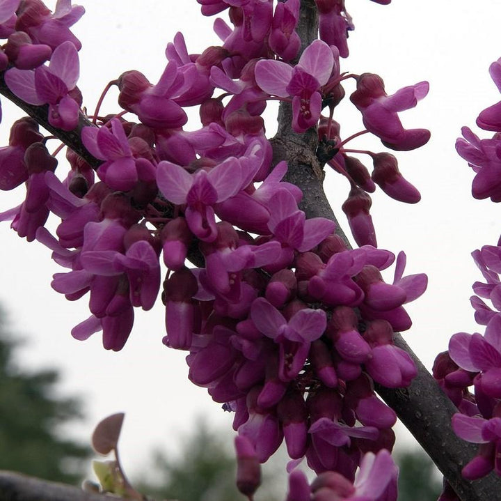 Cercis reniformis 'Oklahoma' ~ Oklahoma Redbud