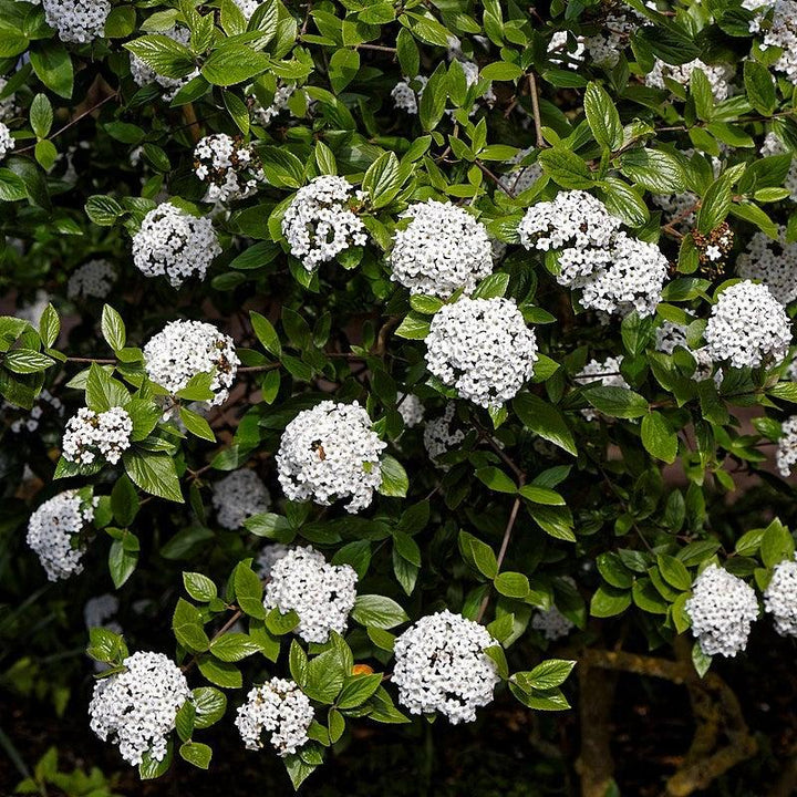 Viburnum x burkwoodii ~ Burkwood Viburnum