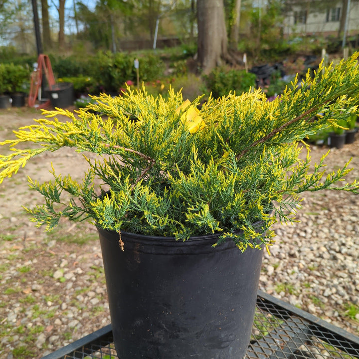 Juniperus chinensis 'Encaje dorado' ~ Enebro de encaje dorado