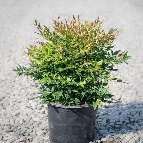 Nandina domestica 'Gulf Stream' ~ Bambú celestial de la Corriente del Golfo