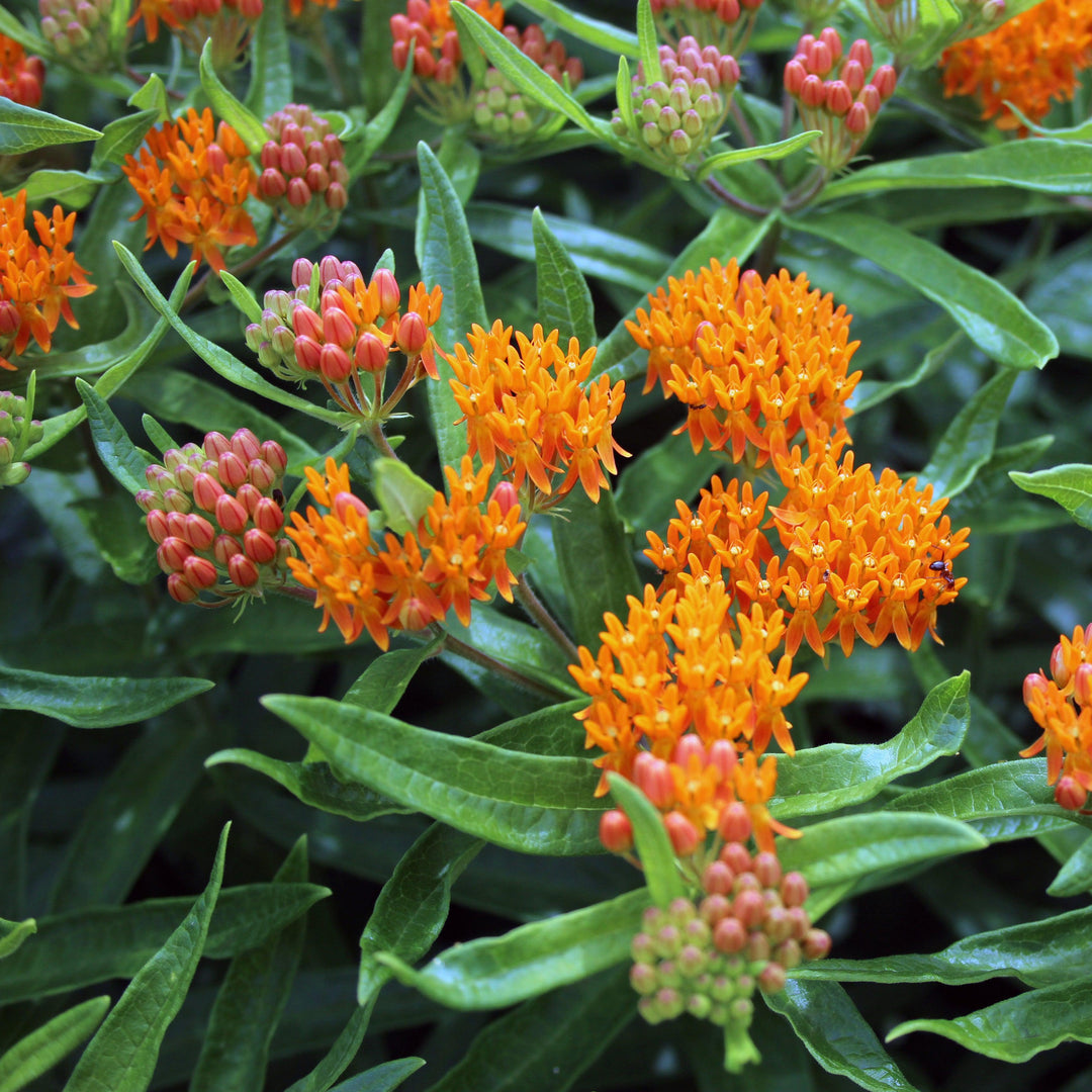 Asclepias tuberosa ~ Butterfly Weed