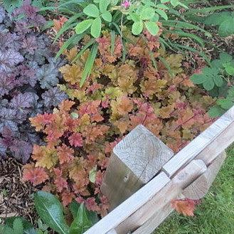 Heuchera 'Carnival Peach Parfait' ~ Carnival Peach Parfait Coral Bells