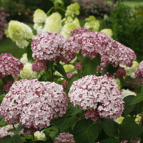 Hydrangea arborescens 'NCHA4'  ~ Incrediball® Blush Smooth Hydrangea