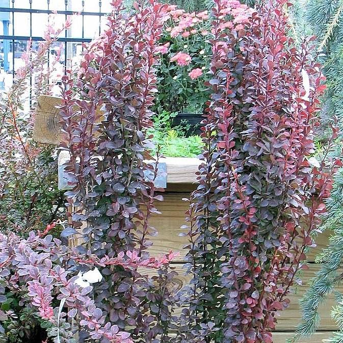 Berberis thunbergii f. atropurpurea 'Helmond Pillar' ~ Helmond Pillar Barberry