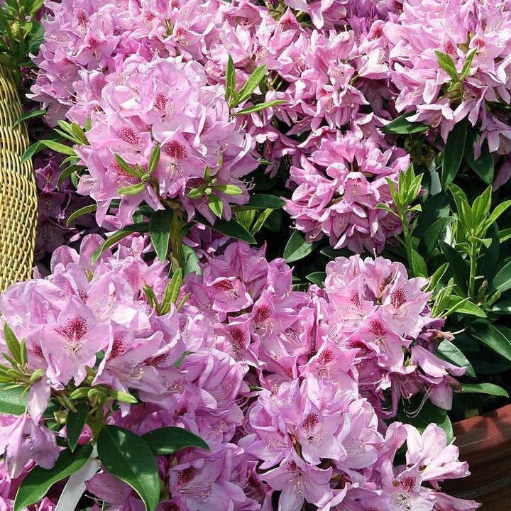 Rhododendron 'Anah Kruschke' ~ Anah Kruschke Azalea