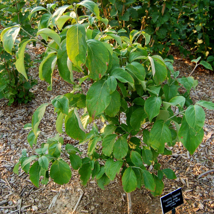 Cornus florida 'Appalachian Spring' ~ Appalachian Spring Dogwood