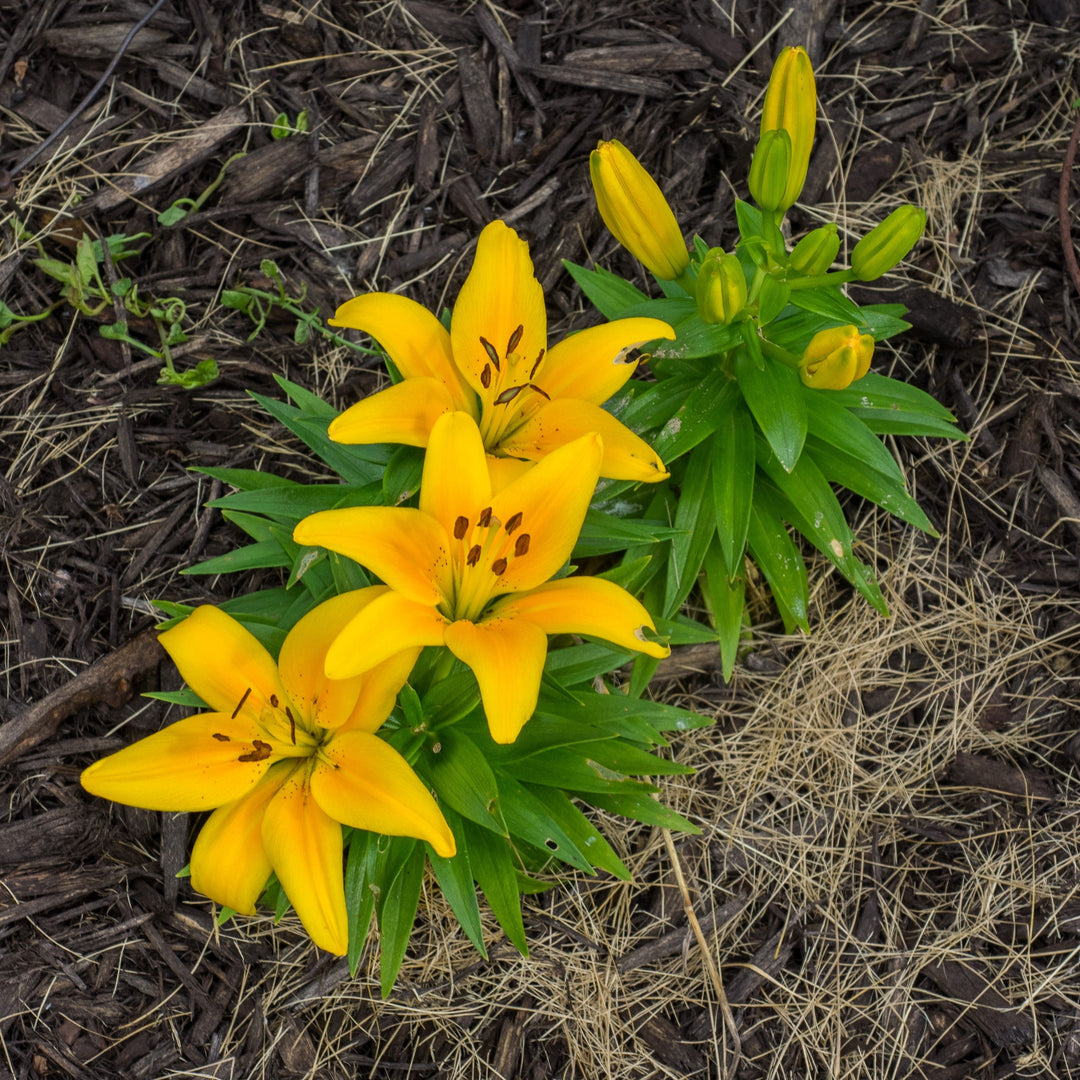 Lilium 'Tiny Bee' ~ Lily Looks™ Tiny Bee Asiatic Lily