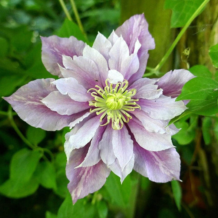 Clematis 'Little Duckling' ~ Piilu® Clematis