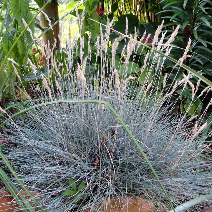 Festuca glauca 'Cool as Ice' ~ Cool as Ice Fescue