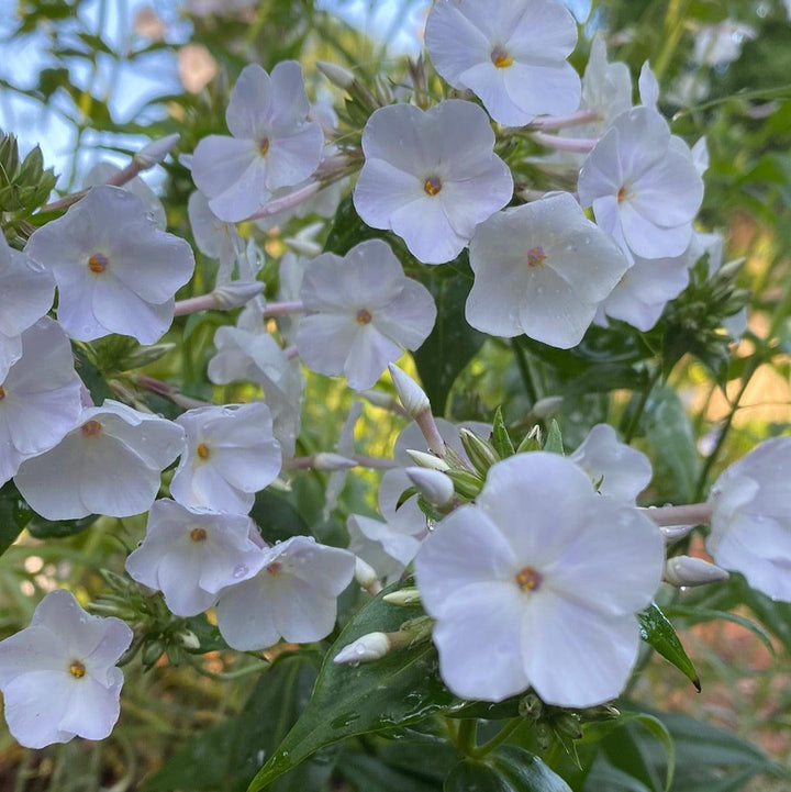 Phlox 'Fashionably Early Crystal' PP28679~ Fashionably Early™ Crystal  Phlox