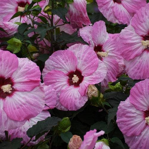 Hibiscus 'Spinderella' ~ Summerific® Spinderella Hibiscus