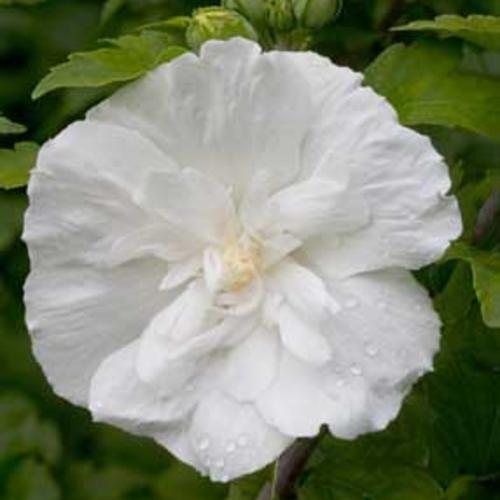 Hibiscus syriacus 'Notwoodtwo' ~ White Chiffon® Rose of Sharon