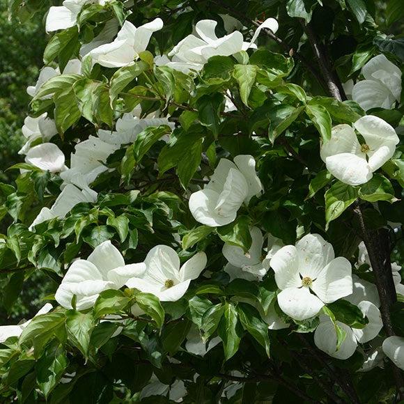 Cornus x 'KN30-8' ~ Venus® Dogwood