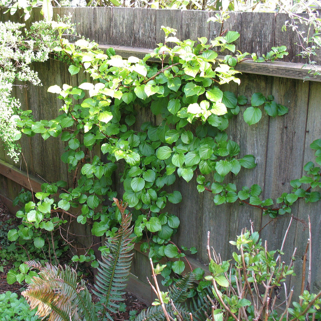 Hydrangea anomala subsp. petiolaris ~ Climbing Hydrangea