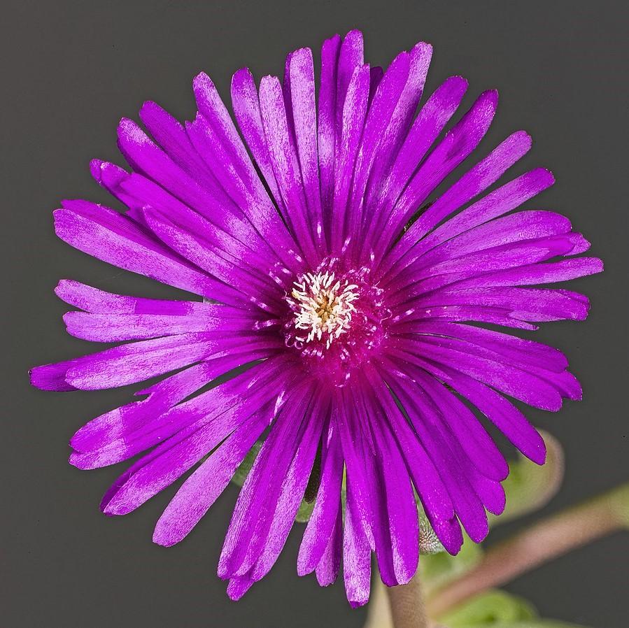 Delosperma cooperi ~ Hardy Ice Plant