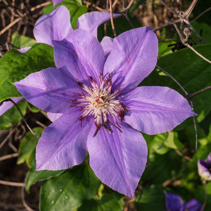 Clematis 'Ramona' ~ Ramona Clematis