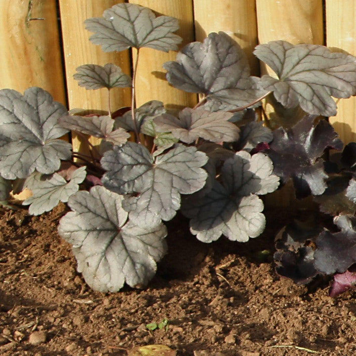 Heuchera x 'Stainless Steel' ~ Stainless Steel Coral Bells