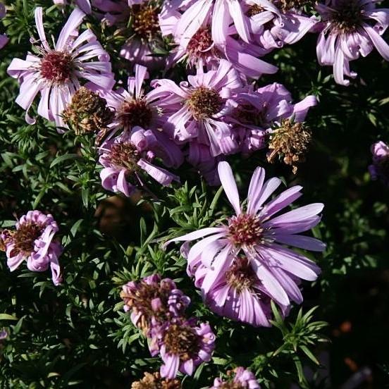 Aster dumosus 'Woods Pink' ~ Woods Pink Aster