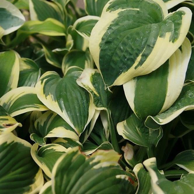 Hosta x 'Wide Brim' ~ Wide Brim Hosta