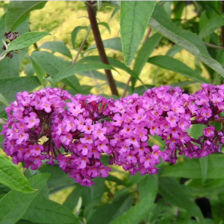 Buddleia davidii 'Podaras 13' ~ Arbusto de mariposas Flutterby Petite® Tutti Fruitti