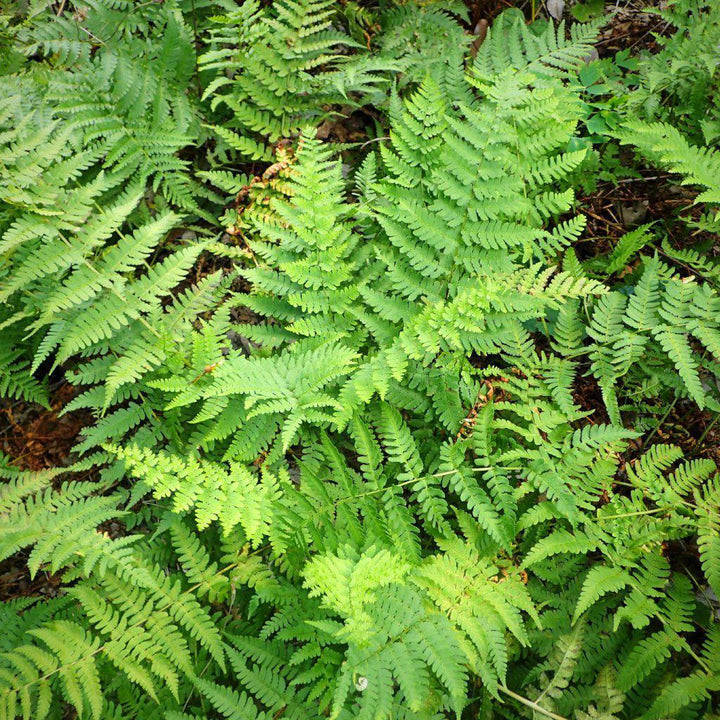 Dryopteris marginalis ~ Eastern Wood Fern, Leatherwood Fern