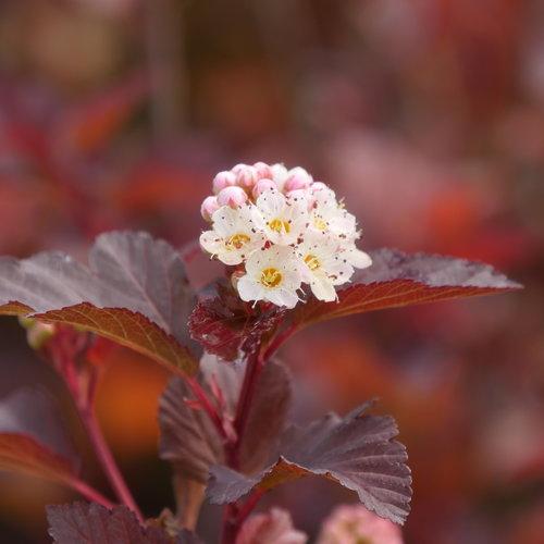 Physocarpus opulifolius 'SMNPOBLR' USPP 28,695 ~ Ginger Wine™ Ninebark