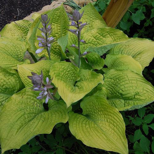 Hosta 'Coast To Coast' PP26,469 ~ PW® Shadowland® Coast To Coast Hosta