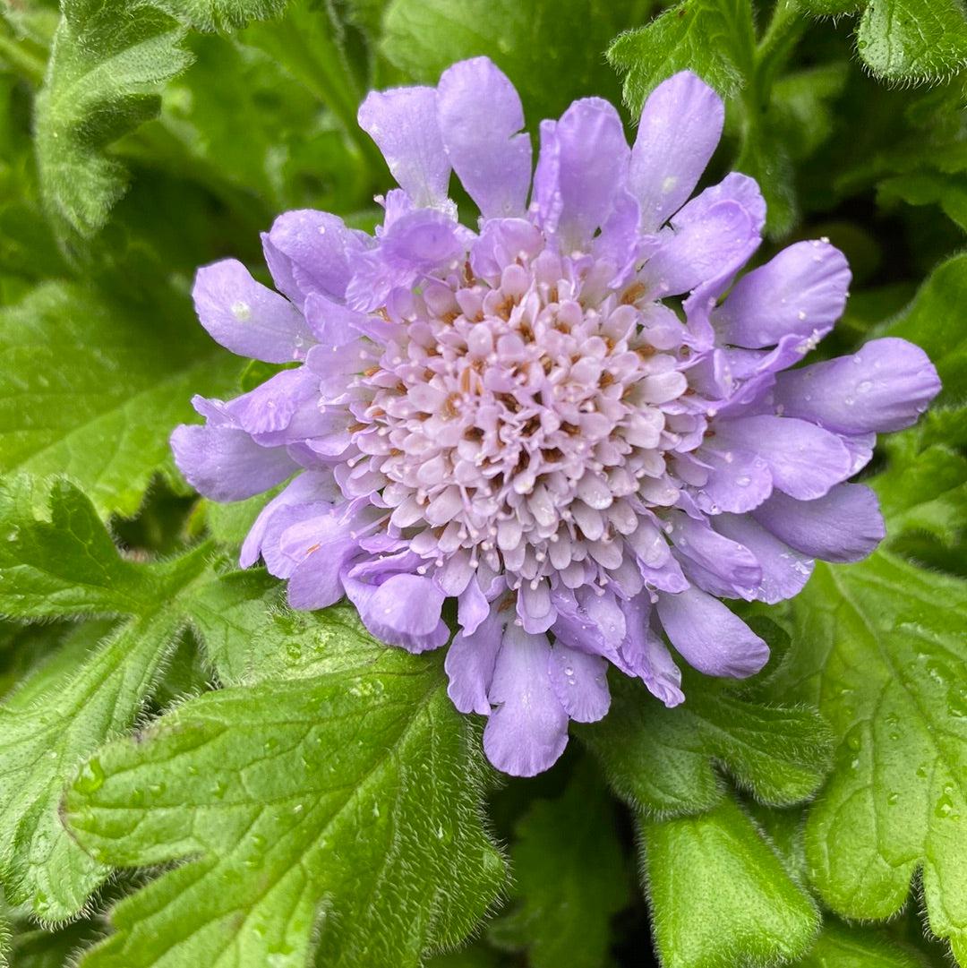 Scabiosa columbaria 'Butterfly Blue' ~ Butterfly Blue Pincushion Flower