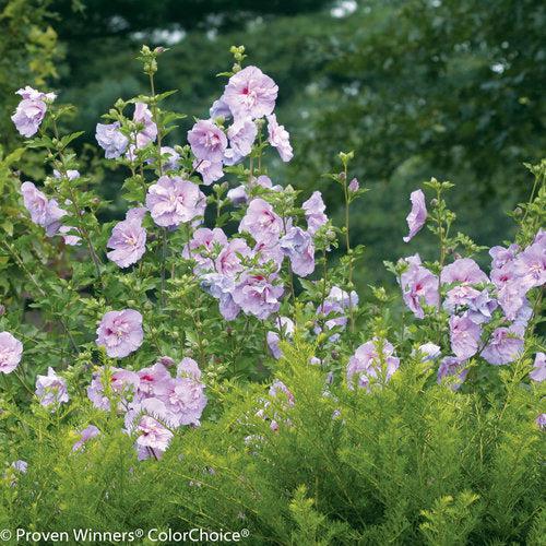 Hibiscus syriacus 'Notwoodone' ~ Lavender Chiffon® Rose of Sharon