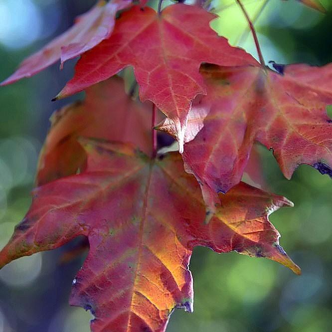 Acer saccharum 'Legacy' ~ Legacy Sugar Maple