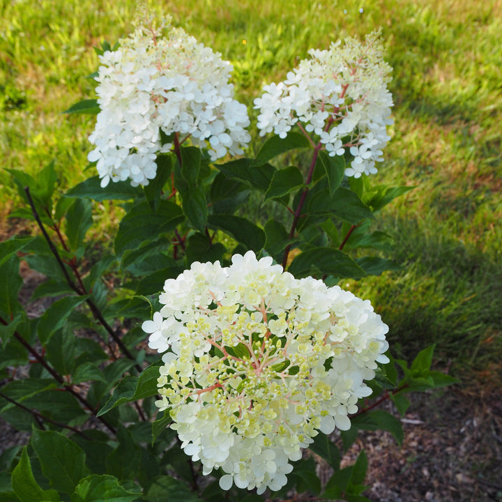 Hydrangea paniculata 'Renhy' ~ First Editions® Vanilla Strawberry™ Hydrangea