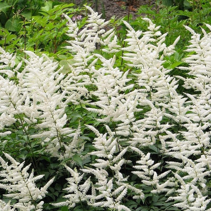 Astilbe japonica 'Deutschland' ~ Deutschland Japanese Astilbe