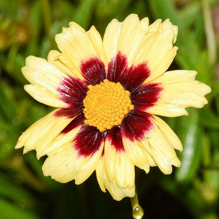 Coreopsis 'Balupteamed' PP28866 ~ Uptick™ Cream & Red Coreopsis