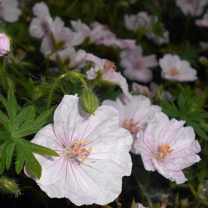 Geranium 'Lancastriense' ~ Lancastriense Cranesbill