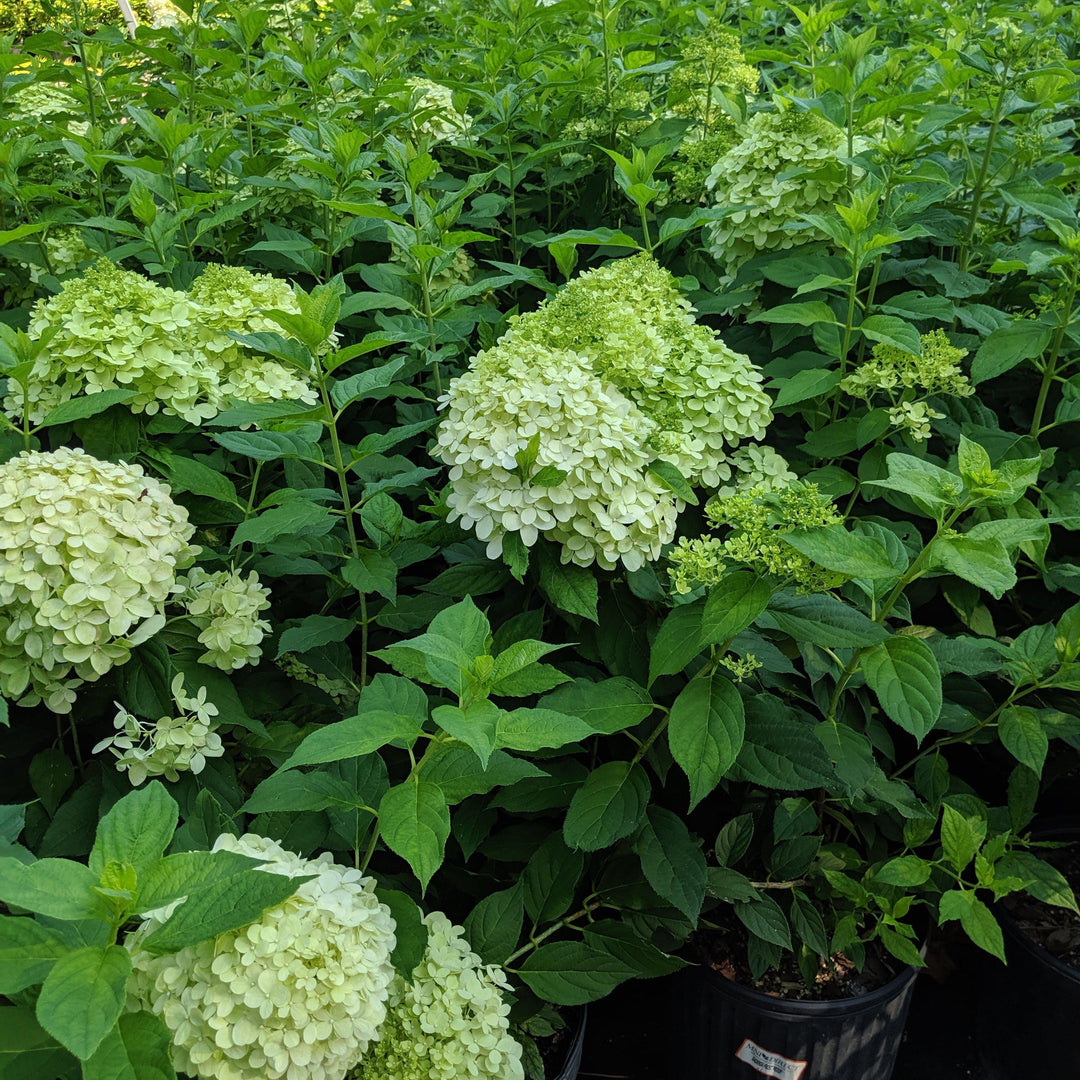 Hydrangea paniculata 'Limelight' ~ Proven Winners® Limelight® Hydrangea