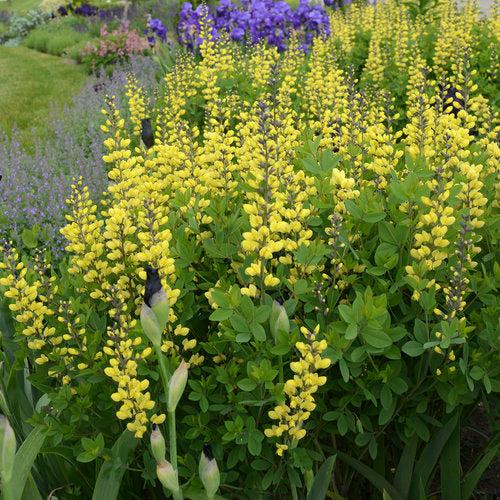 Baptisia 'Lemon Meringue' ~ Decadence® Lemon Meringue Baptisia