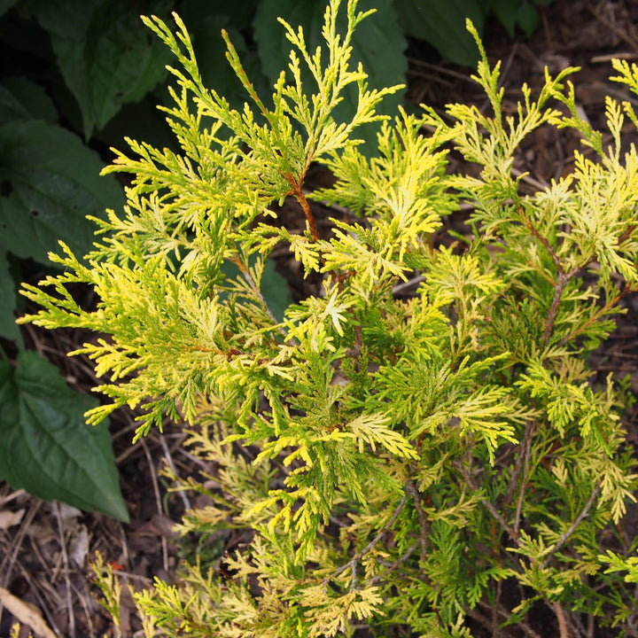 Chamaecyparis pisifera 'Golden Mop' ~ Golden Mop Falso Ciprés