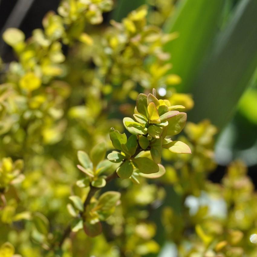 Berberis thunbergii 'Tiny Gold' ~ Agracejo Tiny Gold