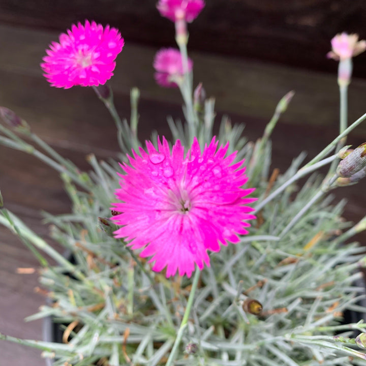 Dianthus gratianapolitanus 'Firewitch' ~ Firewitch Dianthus, Cheddar Pink