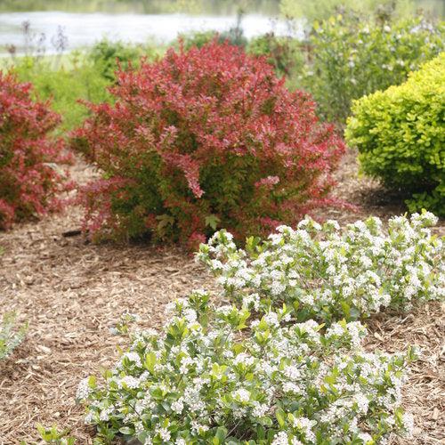 Aronia melanocarpa 'UCONNAM165' ~ PW® Low Scape Mound® Aronia