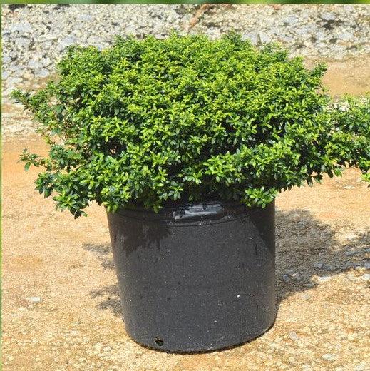 Ilex crenata 'Soft-Touch' ~ Acebo japonés de tacto suave